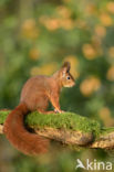 Red Squirrel (Sciurus vulgaris)