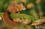 Red Squirrel (Sciurus vulgaris)