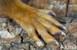 Red Squirrel (Sciurus vulgaris)