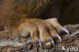 Red Squirrel (Sciurus vulgaris)