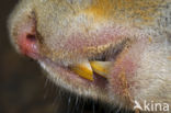 Red Squirrel (Sciurus vulgaris)