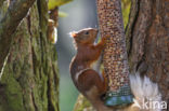 Red Squirrel (Sciurus vulgaris)