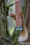 Red Squirrel (Sciurus vulgaris)