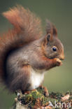 Red Squirrel (Sciurus vulgaris)