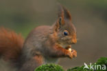 Red Squirrel (Sciurus vulgaris)