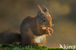 Red Squirrel (Sciurus vulgaris)