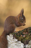 Red Squirrel (Sciurus vulgaris)