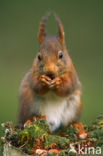 Red Squirrel (Sciurus vulgaris)