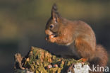 Red Squirrel (Sciurus vulgaris)