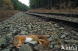 Red Squirrel (Sciurus vulgaris)