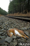 Red Squirrel (Sciurus vulgaris)