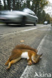 Red Squirrel (Sciurus vulgaris)