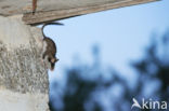 Garden Dormouse (Eliomys quercinus)