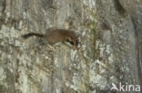 Garden Dormouse (Eliomys quercinus)