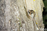 Garden Dormouse (Eliomys quercinus)