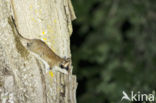 Garden Dormouse (Eliomys quercinus)