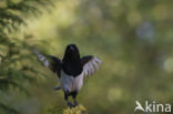 Black-billed Magpie (Pica pica)