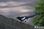 Black-billed Magpie (Pica pica)