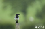 Black-billed Magpie (Pica pica)