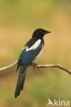 Black-billed Magpie (Pica pica)