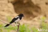 Black-billed Magpie (Pica pica)