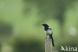 Black-billed Magpie (Pica pica)