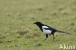 Black-billed Magpie (Pica pica)