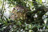 Euraziatische lynx (Lynx lynx)