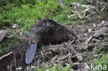 Eurasian beaver (Castor fiber)