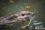 Eurasian beaver (Castor fiber)