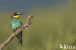 European Bee-eater (Merops apiaster)