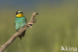 European Bee-eater (Merops apiaster)