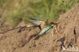 European Bee-eater (Merops apiaster)