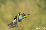 European Bee-eater (Merops apiaster)