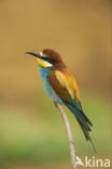 European Bee-eater (Merops apiaster)