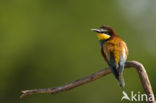 European Bee-eater (Merops apiaster)