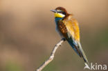 European Bee-eater (Merops apiaster)