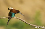 European Bee-eater (Merops apiaster)