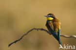 European Bee-eater (Merops apiaster)