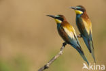 European Bee-eater (Merops apiaster)