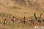 European Bee-eater (Merops apiaster)