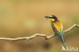 European Bee-eater (Merops apiaster)