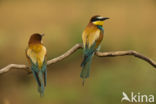 European Bee-eater (Merops apiaster)