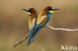 European Bee-eater (Merops apiaster)