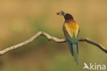 European Bee-eater (Merops apiaster)