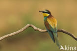 European Bee-eater (Merops apiaster)