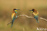 European Bee-eater (Merops apiaster)