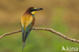 European Bee-eater (Merops apiaster)