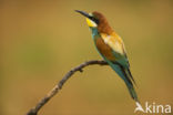 European Bee-eater (Merops apiaster)