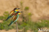 European Bee-eater (Merops apiaster)